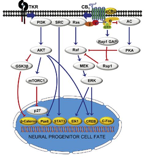 cb01 perception|CB1 Receptor Signaling in the Brain: Extracting Specificity from .